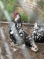 Zilvergeparelde Hamburgse hoen, Dieren en Toebehoren, Meerdere dieren, Kip