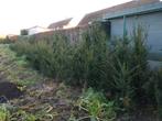 Taxus bacata, Tuin en Terras, Ophalen, Taxus, Struik, 100 tot 250 cm