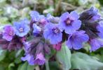 pulmonaria offincialis, Bodembedekkers, Vaste plant, Ophalen of Verzenden, Halfschaduw