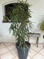 Mooie gezonde ficus van 1.70 hoog incl pot, Tuin en Terras, Planten | Tuinplanten, Ophalen, Zomer