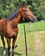 11 jarige ruin, Dieren en Toebehoren, Paarden, Ruin, Ontwormd