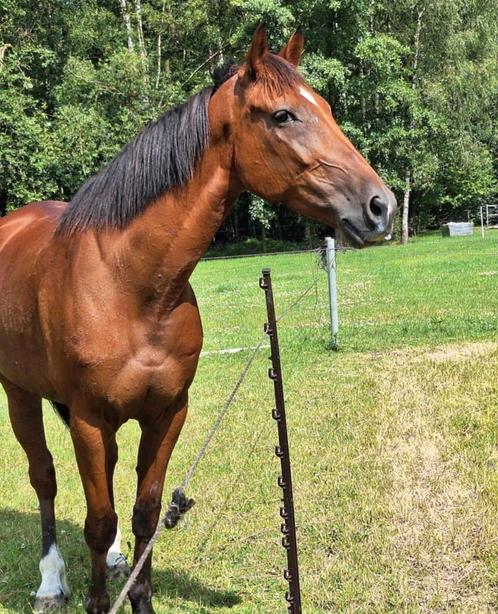 11 jarige ruin, Dieren en Toebehoren, Paarden, Ruin, Ontwormd, Ingeënt