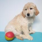 Golden Retriever - reutjes - Belgische pups te koop, Dieren en Toebehoren, CDV (hondenziekte), Meerdere, Golden retriever, België