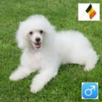 Dwergpoedel (wit) - belgische pups te koop, Dieren en Toebehoren, Poedel, België, 15 weken tot 1 jaar, CDV (hondenziekte)