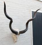 Grote schedel KUDU ANTILOPE - met kiezen - ref. D (gewei), Verzamelen, Dierenverzamelingen, Ophalen of Verzenden, Gebruikt, Wild dier