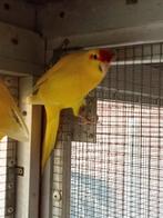 Kakariki, Mannelijk, Parkiet