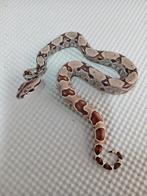 Boa Bci : 1.0 hypo IMG het Albino het anery 2025, Dieren en Toebehoren, Slang, Tam, 0 tot 2 jaar