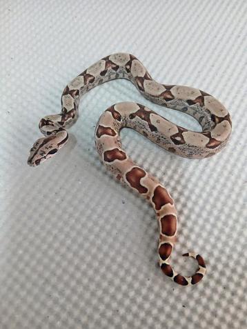 Boa Bci : 1.0 hypo IMG het Albino het anery 2025 beschikbaar voor biedingen