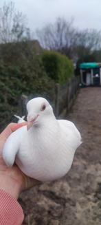 10 witte post duiven te koop 10€, Dieren en Toebehoren, Vogels | Duiven