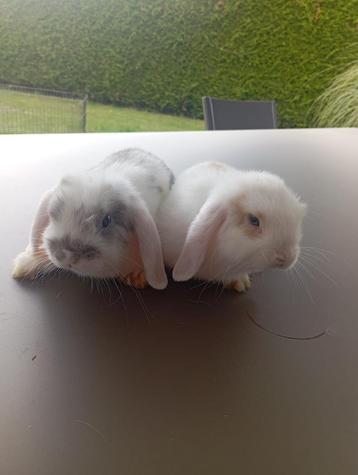 Mini lopjes beschikbaar voor biedingen