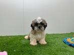 Shih Tzu pups