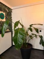 Plante, Maison & Meubles, Plantes d'intérieur, En pot, 150 à 200 cm, Enlèvement, Plante verte