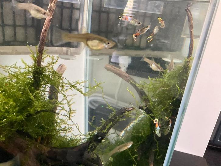 Guppy endler, Animaux & Accessoires, Poissons | Aquariums & Accessoires, Enlèvement