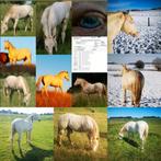 Etalon Paint Horse pour saillie, Animaux & Accessoires, Étalon