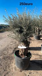 Olijfbomen olea europaea vanaf april in België!, Jardin & Terrasse, Plantes | Arbres, Enlèvement