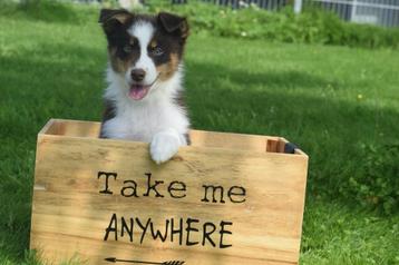 Australische herder pups nieuw nestje 💖 beschikbaar voor biedingen