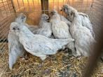 Ameraucana lavendel, Dieren en Toebehoren, Pluimvee