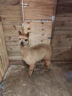 Merrie veulen geboren 1 juni 25, Dieren en Toebehoren, Juni, Vrouwelijk