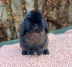 Siamese sable Minilop rammetje of koppeltje, Dieren en Toebehoren, Konijnen, Mannelijk, Dwerg, Hangoor, 0 tot 2 jaar