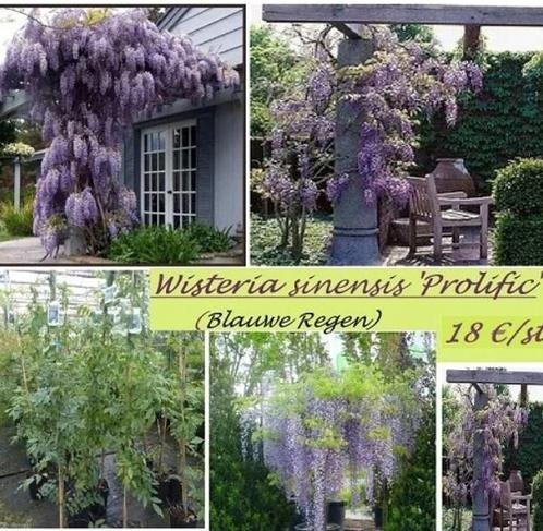 BLAUWE REGEN (WISTERIA), 80/100+cm , 18€/stuk, Tuin en Terras, Planten | Bomen, Overige soorten, 100 tot 250 cm, Lente, In pot