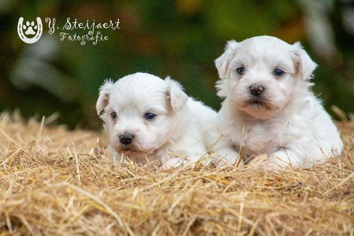 maltezer pups, beide ouders zijn aanwezig, Dieren en Toebehoren, Honden | Chihuahua's en Gezelschapshonden, Reu, Maltezer, Fokker | Professioneel
