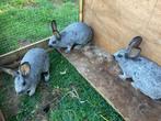 Belgisch zilver konijn, Dieren en Toebehoren, Konijnen, Meerdere dieren, Middelgroot, 0 tot 2 jaar