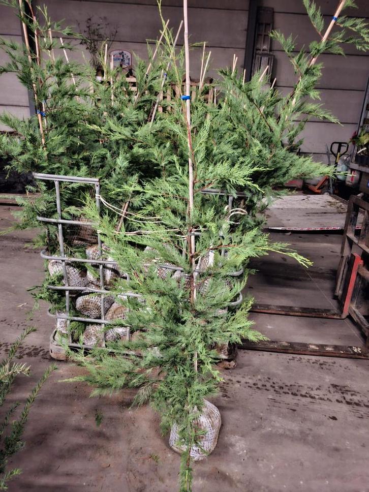 Haagplanten aan stuntprijzen!, Tuin en Terras, Planten | Bomen, Ophalen