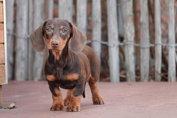 Chiots teckel nains à poils court avec pedigree, Animaux & Accessoires, Chiens | Teckels & Bassets, Plusieurs animaux, Poils courts