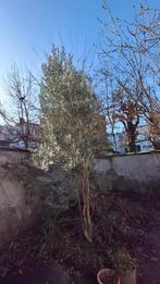 Hoge olijfboom, Tuin en Terras, Ophalen, Winter, Olijfboom