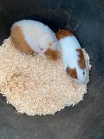 Cavias, Dieren en Toebehoren, Knaagdieren, Cavia, Juni, Mannelijk, Tam