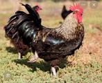 Haan gezocht, Dieren en Toebehoren, Pluimvee, Mannelijk, Kip