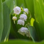 Meiklokjes, Halfschaduw, Vaste plant, Bodembedekkers, Lente