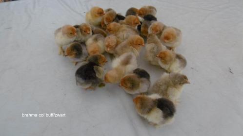 Kuikentjes van Brahma columbia/buff, Dieren en Toebehoren, Pluimvee, Kip, Geslacht onbekend