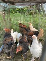 Brahma kippen (kuikens), Kip, Meerdere dieren