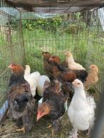 Brahma kippen (kuikens), Meerdere dieren, Kip