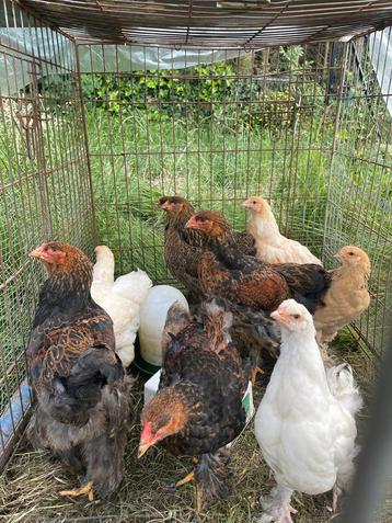 Brahma kippen (kuikens) beschikbaar voor biedingen