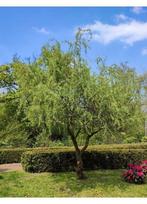 Grote Krulwilg, Tuin en Terras, Planten | Bomen, In pot, Ophalen of Verzenden, Lente, 400 cm of meer