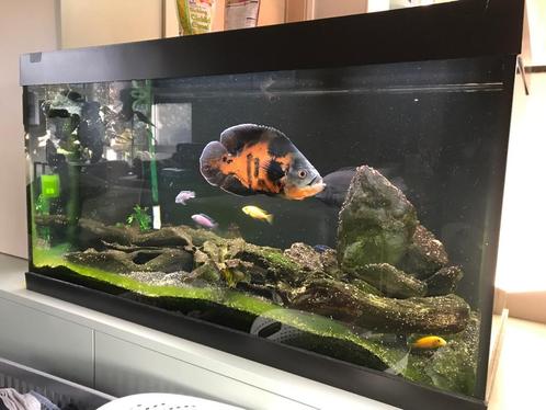 Aquarium met vissen of vissen apart, Dieren en Toebehoren, Vissen | Aquariumvissen, Zoetwatervis, Vis