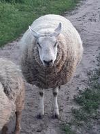 Zwaar Schaap voor de slacht, Dieren en Toebehoren, Schapen, Geiten en Varkens, Vrouwelijk, Schaap, 0 tot 2 jaar