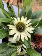 Echinacea Alba, Ophalen