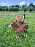 Hengstenveulen D- pony, Dieren en Toebehoren, Pony's, Hengst, Springpony, Gechipt, 0 tot 2 jaar