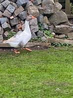 Vlaamse ganzen en kruisingen, Dieren en Toebehoren, Pluimvee, Meerdere dieren, Gans of Zwaan