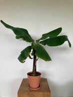 Bananenplant Musa Dwarf, Huis en Inrichting, Overige soorten, Minder dan 100 cm, In pot, Volle zon