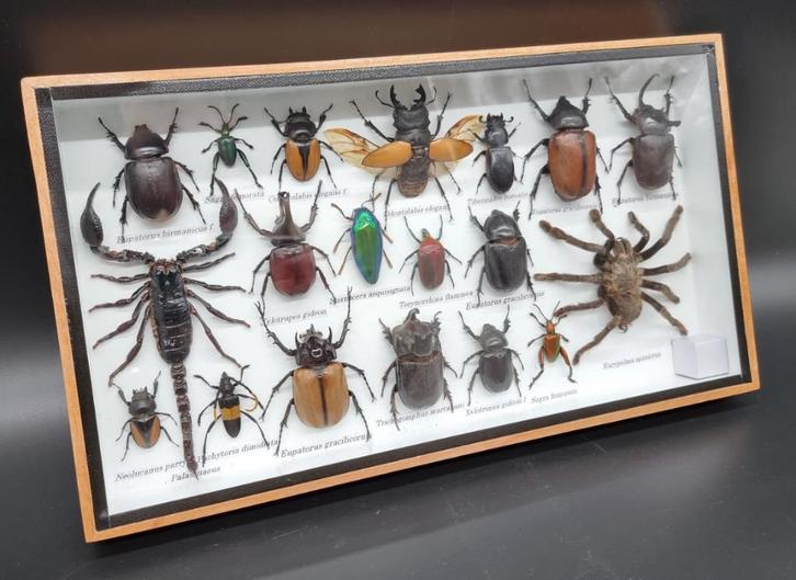 Uniek frame met echte opgemaakte insecten (geen Cites soort), Verzamelen, Dierenverzamelingen, Nieuw, Opgezet dier, Ophalen of Verzenden
