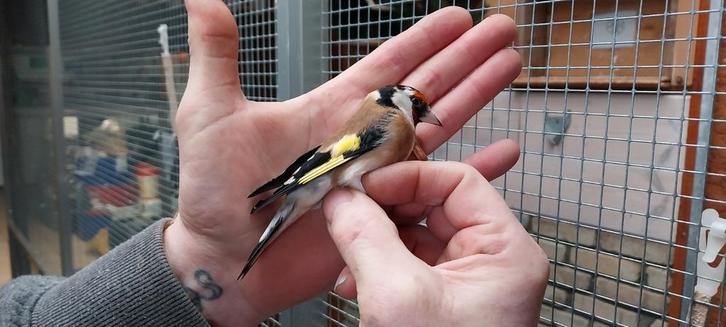 Distelvink putter bloemputter, Dieren en Toebehoren, Vogels | Overige Vogels, Geringd