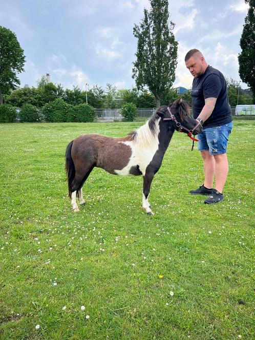 Nmprs mini paardjes met stamboek merries, Dieren en Toebehoren, Pony's, Merrie