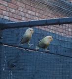 3 jonge agaporniden, agapornis uit natuurbroed., Dieren en Toebehoren, Vogels | Parkieten en Papegaaien, Geslacht onbekend, Dwergpapegaai of Agapornis
