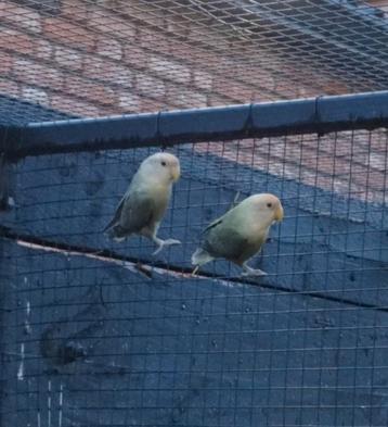 3 jonge agaporniden, agapornis uit natuurbroed. beschikbaar voor biedingen