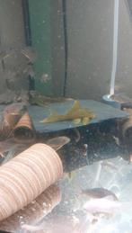 L200 green phantom pleco wildvang, Dieren en Toebehoren, Vissen | Aquariumvissen