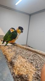 koppel zwartkop caiques, Dieren en Toebehoren, Vogels | Overige Vogels